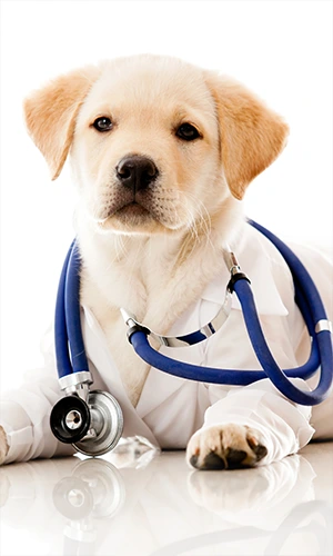 Veterinario